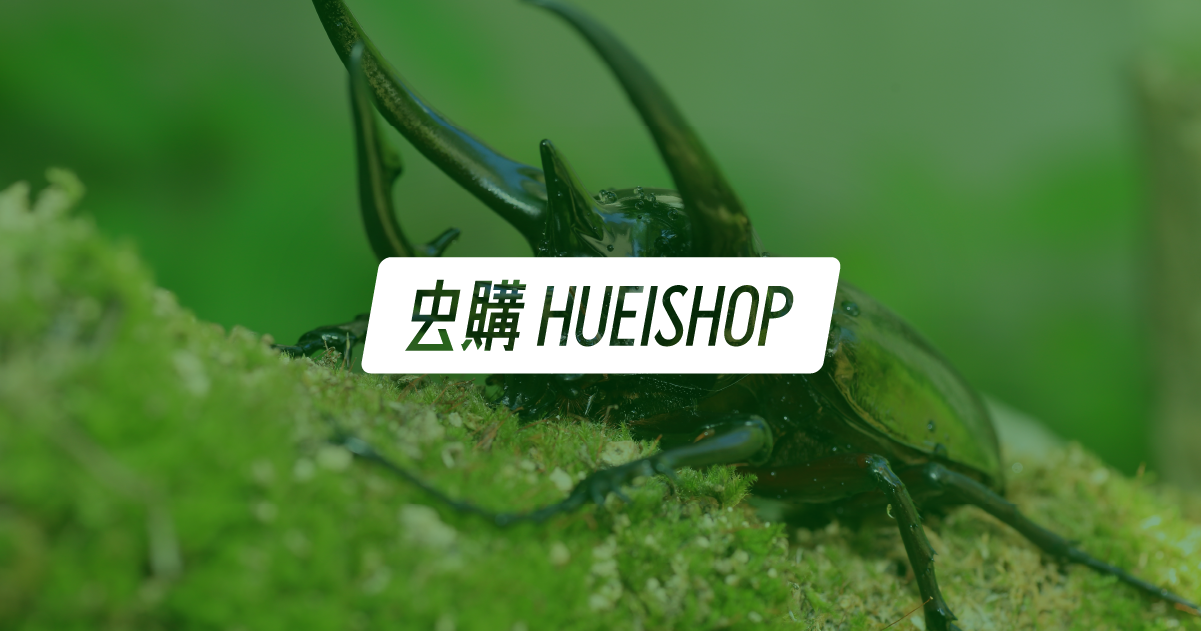 高砂鋸鍬形蟲(和美產，親代68mm) ♂63mm 成對| 虫購HUEISHOP