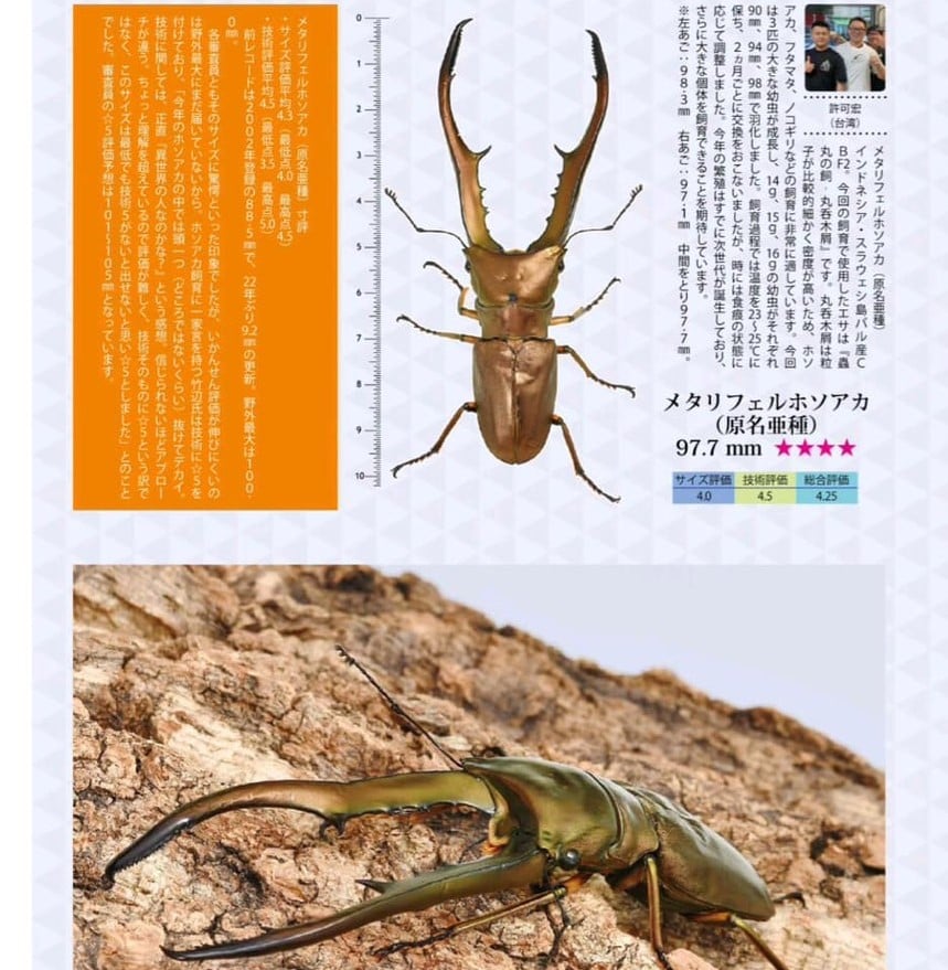 美他力佛細身赤鍬形蟲CMM 飼育紀錄-98mm | 虫購HUEISHOP