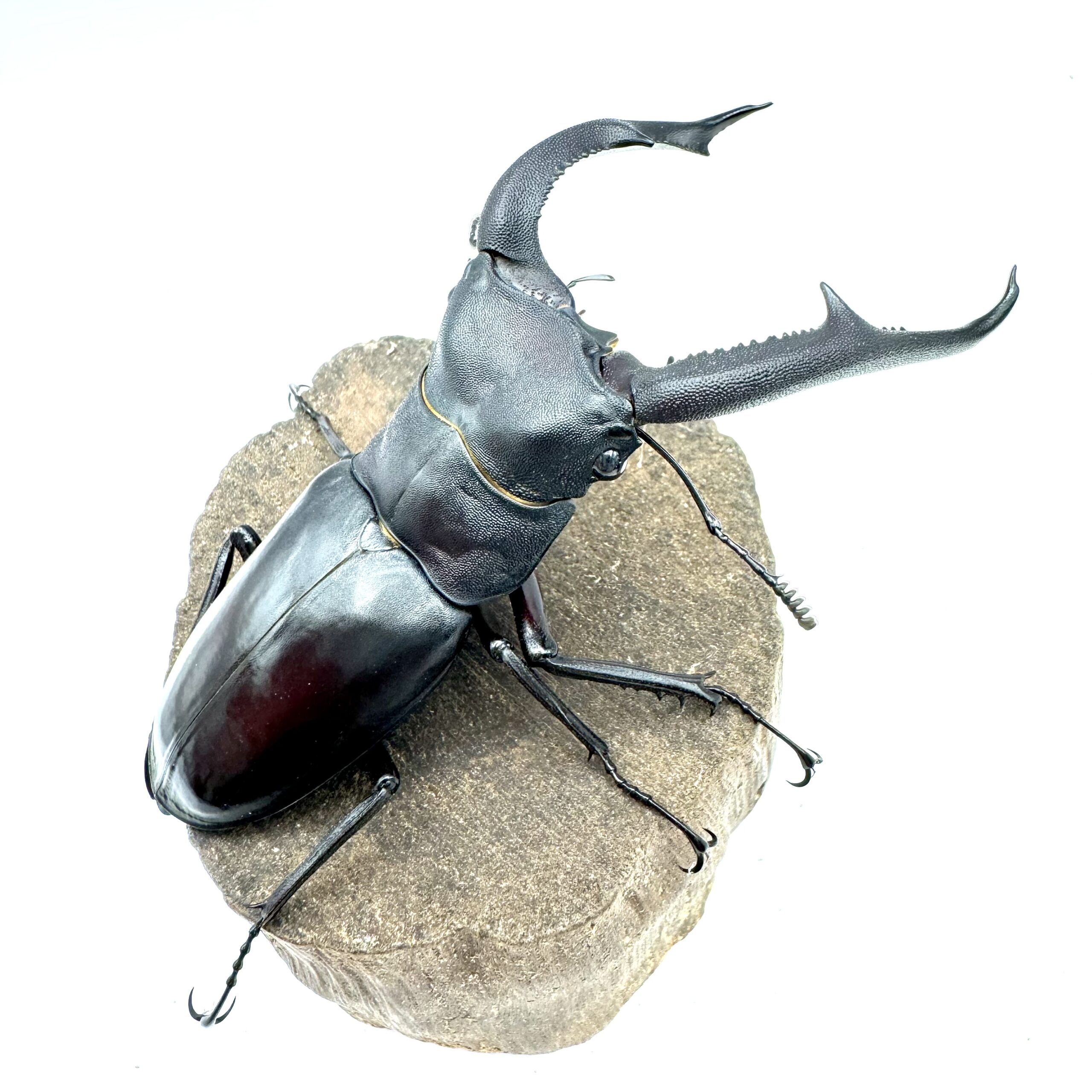 文玩堂：闷尖白獅子頭（46mm）1