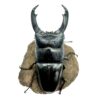 帝王扁鍬形蟲 ♂90mm 成對