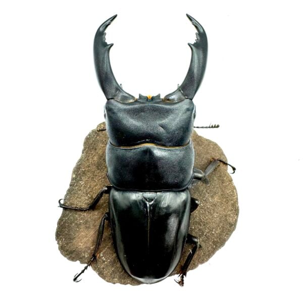 帝王扁鍬形蟲 ♂90mm 成對