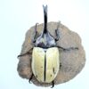美西白兜蟲 ♂66mm 成對