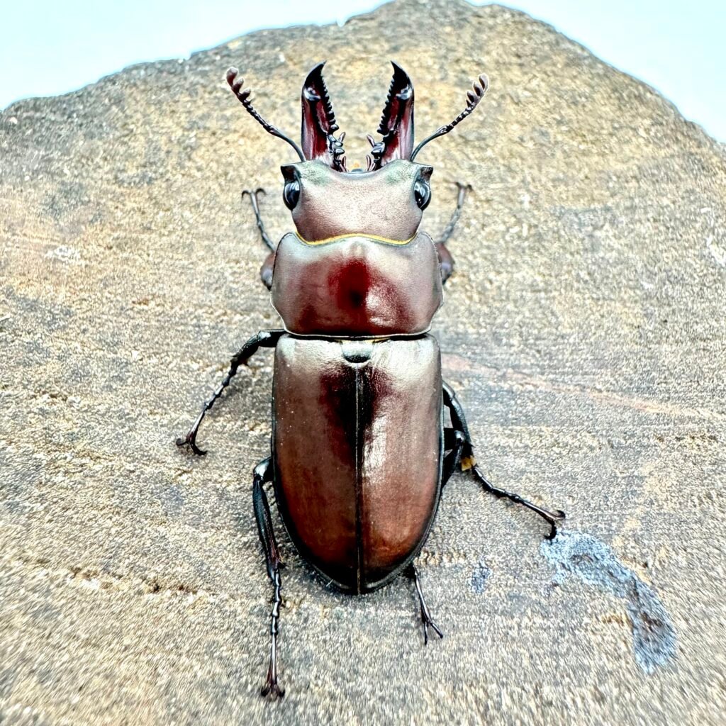 義重昆虫　NＴ-106 IMG_8769-1024x1024.jpeg
