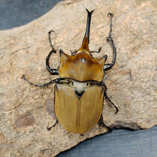 毛象大兜蟲 ♂94mm 單公