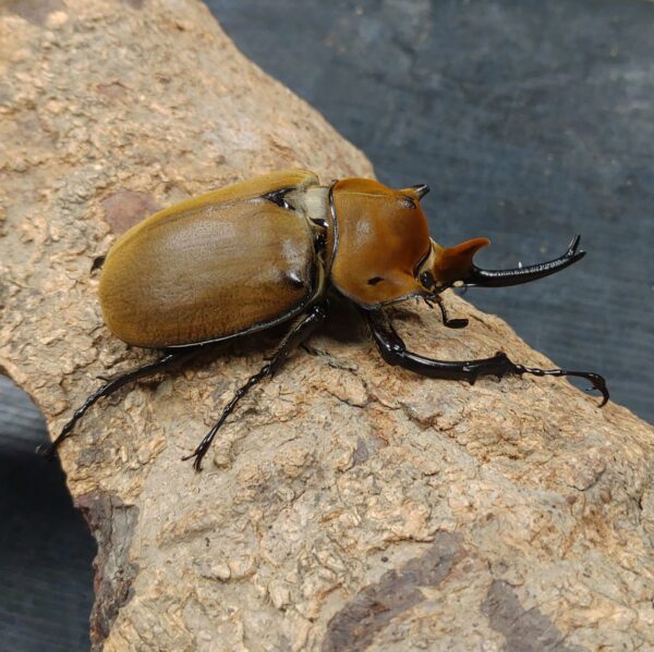 毛象大兜蟲 ♂94mm 單公