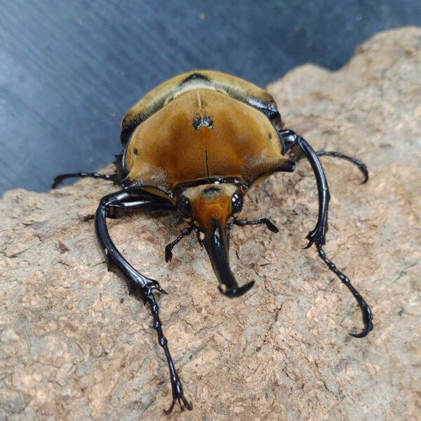 毛象大兜蟲 ♂94mm 單公