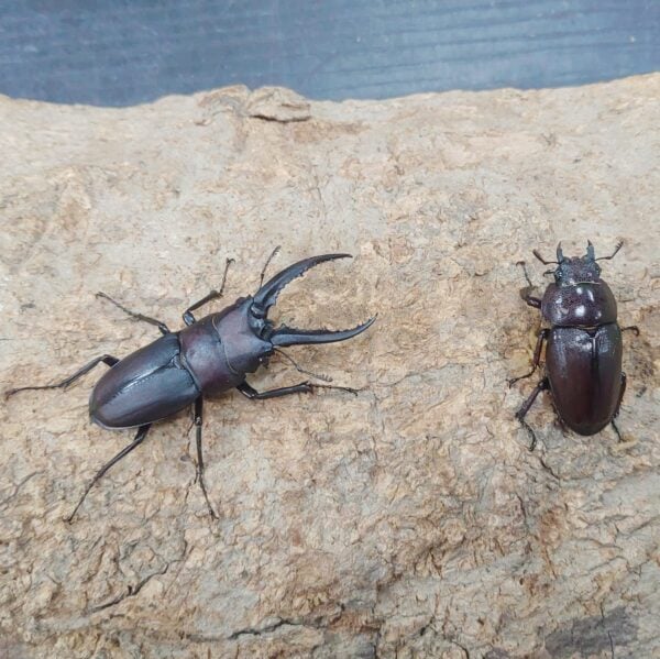 日本鋸鍬形蟲 ♂52mm 成對