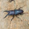 日本鋸鍬形蟲 ♂52mm 成對