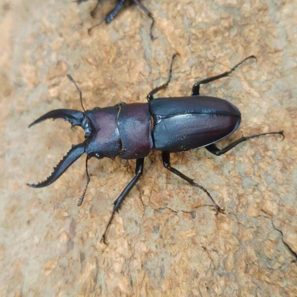 日本鋸鍬形蟲 ♂52mm 成對
