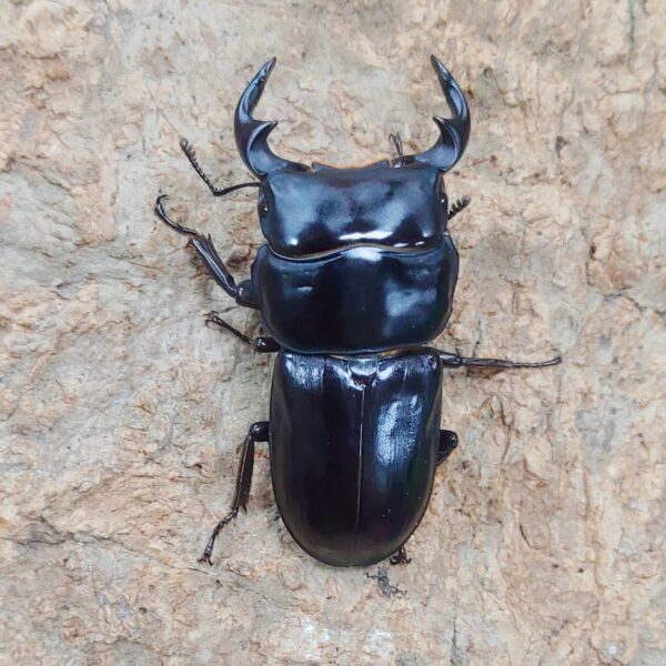 細角大鍬形蟲 ♂45mm 成對