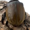 提風大兜蟲（原蓋亞斯大兜）♂94mm、83mm 兩公一母