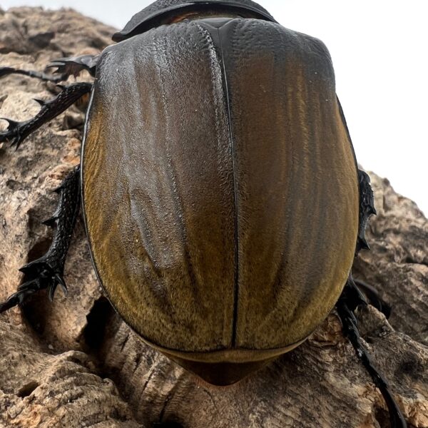 提風大兜蟲（原蓋亞斯大兜）♂94mm、83mm 兩公一母