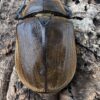 提風大兜蟲（原蓋亞斯大兜）♂94mm、83mm 兩公一母