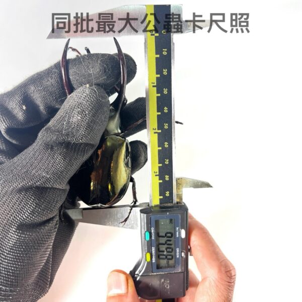 亞特拉斯南洋大兜 CAK（WF1）♂92mm 大型一公兩母