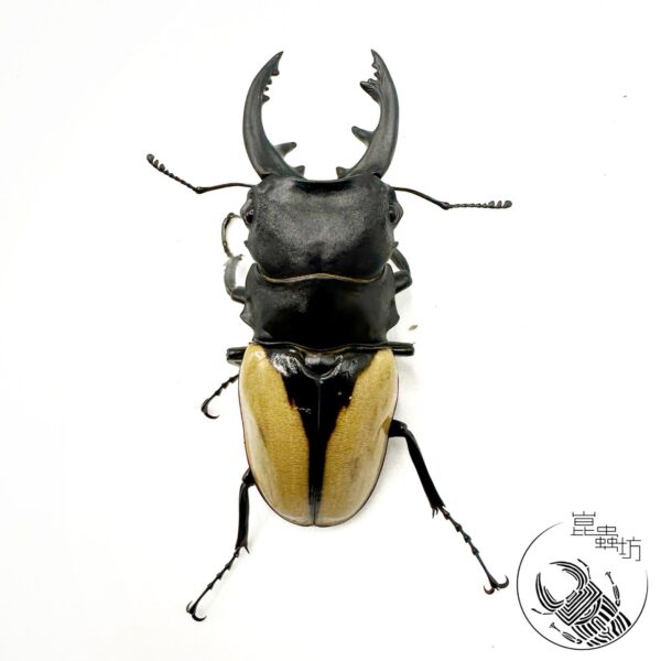 霸王鬼豔鍬形蟲 ♂86mm 成對