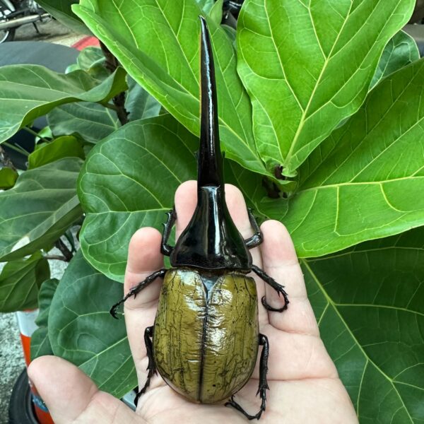 長戟大兜蟲 ♂163mm 單公