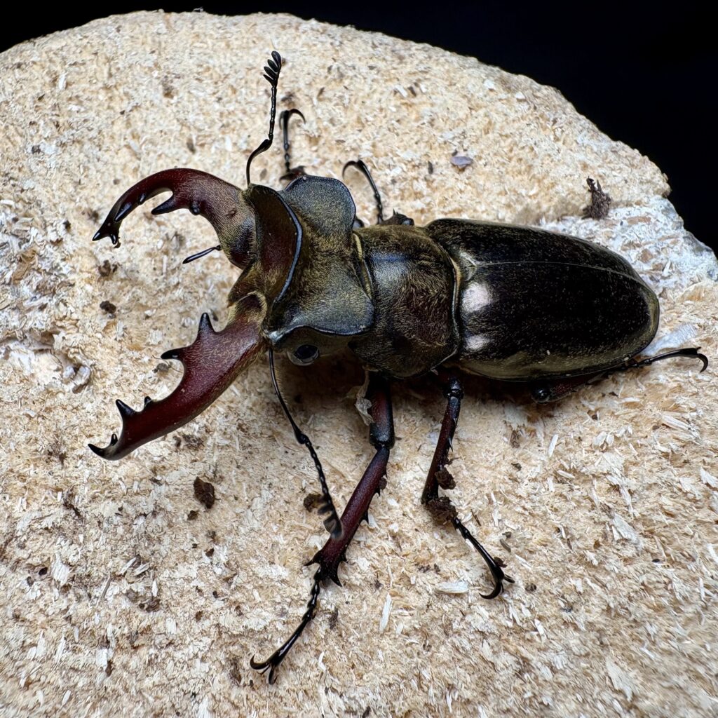 inohiro109 | #兜蟲 #カブトムシ#昆虫#ヘラクレスオオカブト