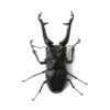 長頸鹿鋸鍬形蟲 PGK ♂108mm 成對