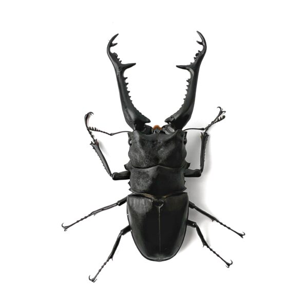 長頸鹿鋸鍬形蟲 PGK ♂108mm 成對