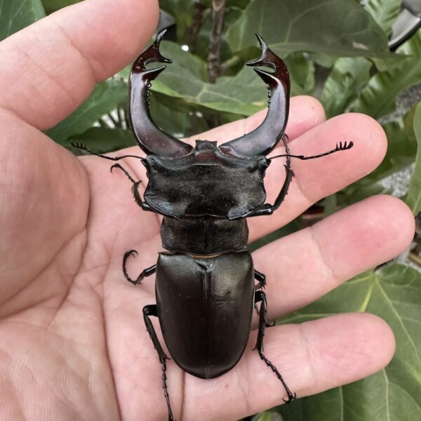 歐洲深山鍬形蟲 LCC （超大頭幅） ♂81mm 成對