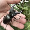 歐洲深山鍬形蟲 LCC （超大頭幅） ♂81mm 成對