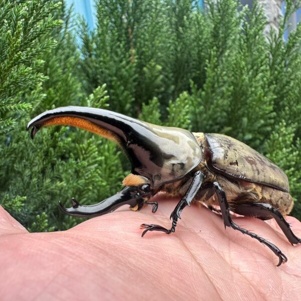 美西白兜蟲（極太血統 ）♂84mm 超大型成對