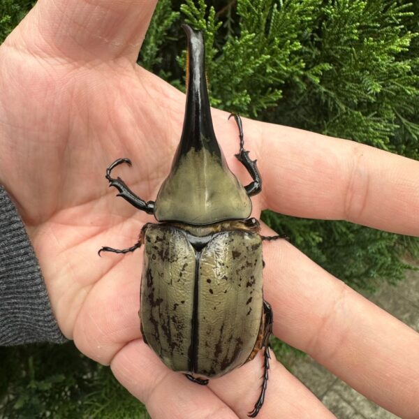 美西白兜蟲（極太血統 ）♂84mm 超大型成對