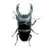 帝王扁鍬形蟲 ♂95mm 成對