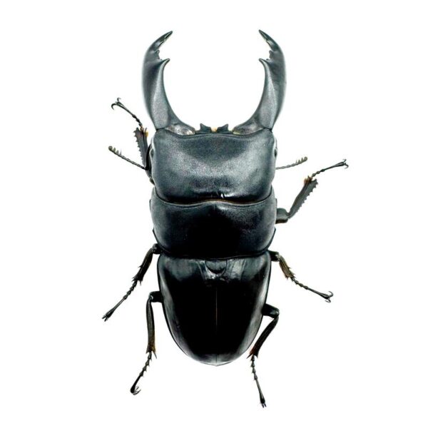 帝王扁鍬形蟲 ♂95mm 成對