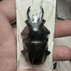 大圓翅鍬形蟲（鞍馬山）♂64mm 單公