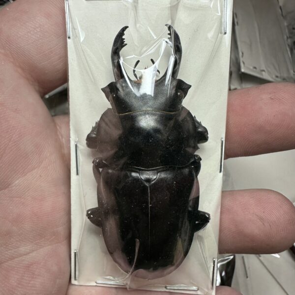 大圓翅鍬形蟲（鞍馬山）♂64mm 單公