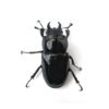 阿卡巴深山鍬形蟲 LCA（日血）♀52mm 大型單母
