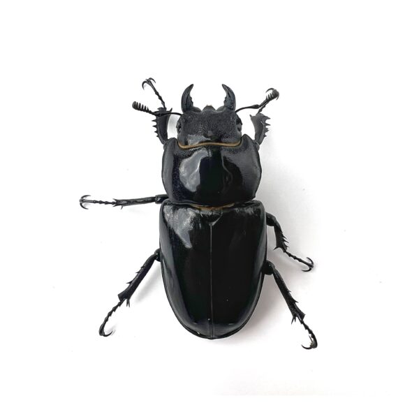 阿卡巴深山鍬形蟲 LCA（日血）♀52mm 大型單母