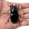 阿卡巴深山鍬形蟲 LCA（日血）♀52mm 大型單母