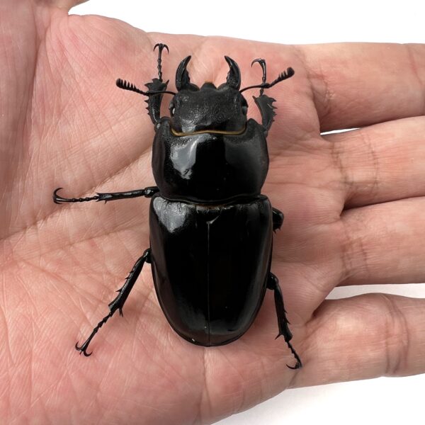 阿卡巴深山鍬形蟲 LCA（日血）♀52mm 大型單母