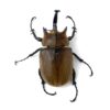 提風大兜蟲 ♂94mm 成對