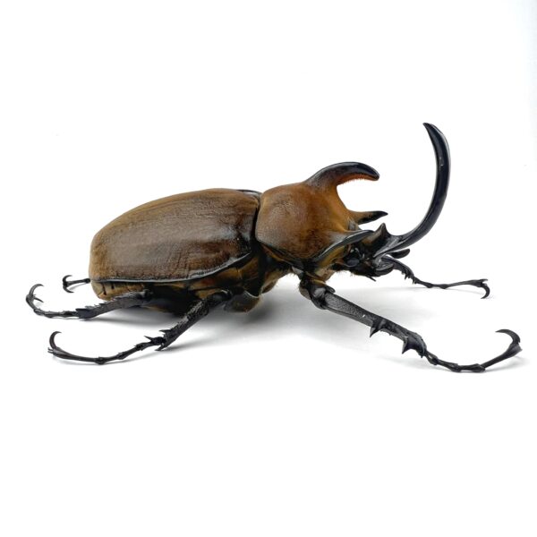提風大兜蟲 ♂94mm 成對