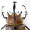 提風大兜蟲 ♂94mm 成對