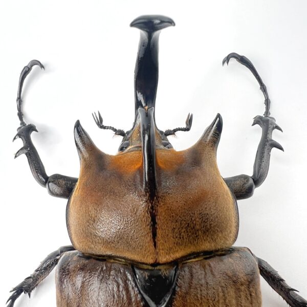 提風大兜蟲 ♂94mm 成對
