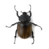 提風大兜蟲 ♂94mm 成對