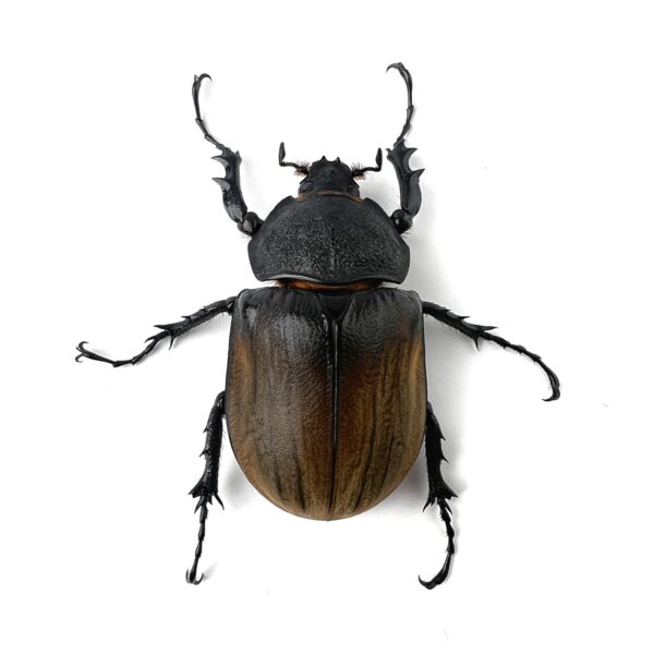 提風大兜蟲 ♂94mm 成對
