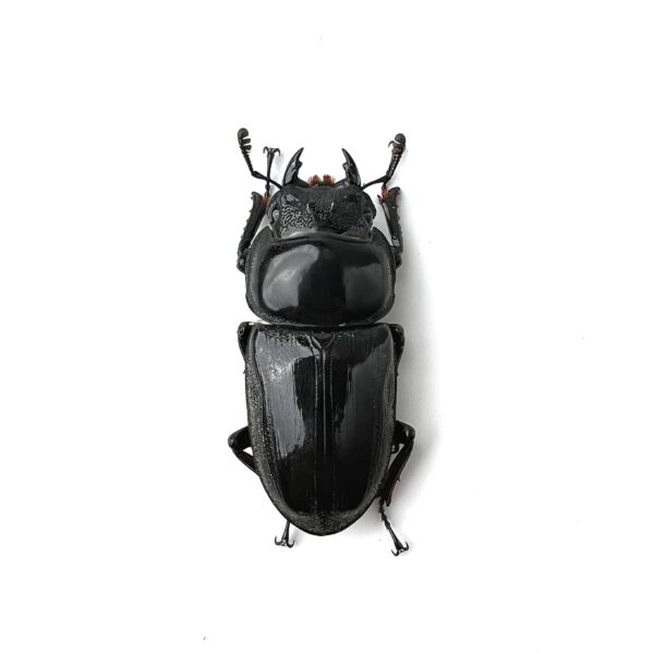 守谷氏巨大鍬形蟲 DGM（日血，放過冬天個體）♂78mm 成對