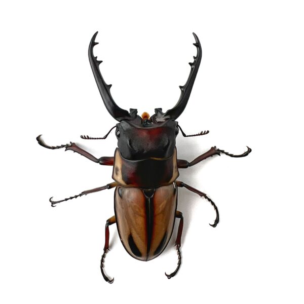 法布爾鋸鍬形蟲 PTF ♂78mm 成對