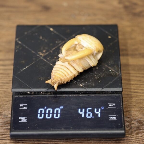 巴拉望巨扁鍬形蟲 ♂102mm 成對