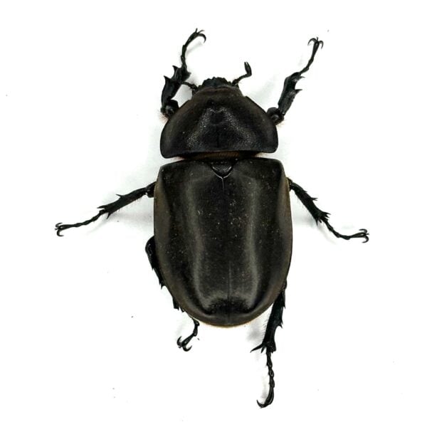 泰國獨角仙 ♂78mm 成對