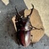 帝汶長頸鹿鋸鍬形蟲（赤化紅眼血統）♂73mm 成對