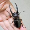 台灣深山鍬形蟲（力行產）親代♂71mm ♀Allsize L1~L2 3隻一組 B組