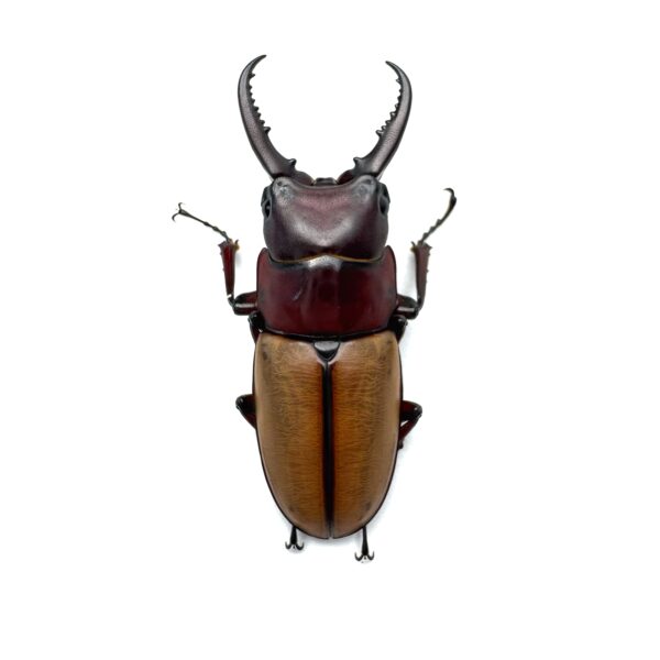 直顎側紋鋸鍬形蟲 ♂41mm 一公兩母