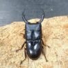 平頭大鍬形蟲 ♂60mm 成對