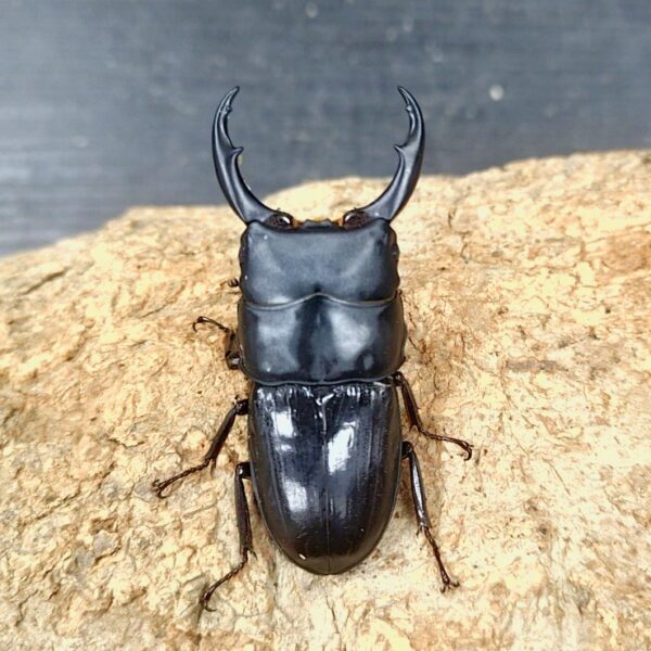 平頭大鍬形蟲 ♂60mm 成對